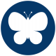 camp butterfly blue camp butterfly blue